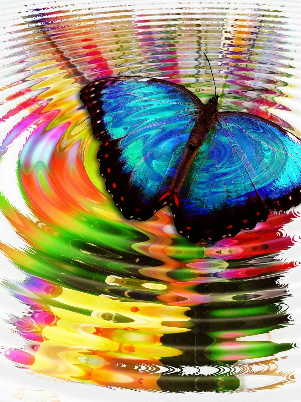 blue-morpho-butterfly-378559_1280